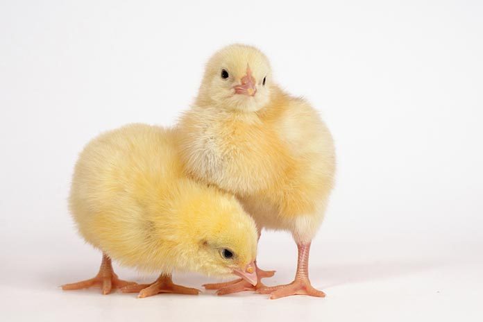 ChicksHub-Amo BROILER CHICK ( CB DAY OLD CHICKS)