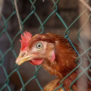 POULTRY HEALTH