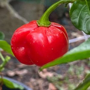 Close-up of a ripe red bell pepper on a plant, showcasing fresh greenery.