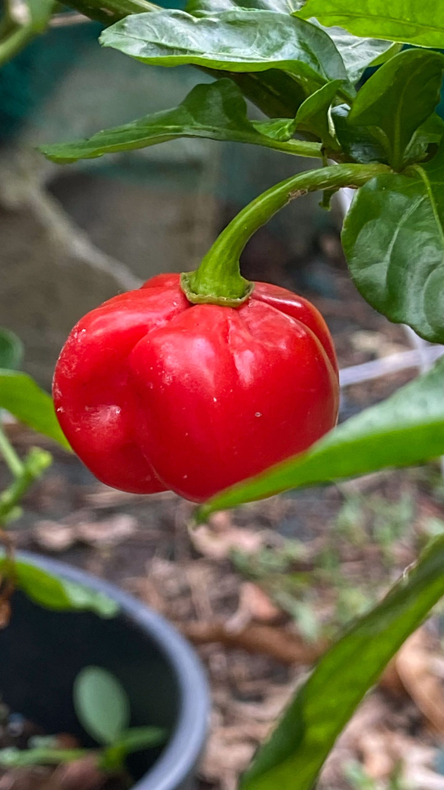pexels-photo-33236783-33236783 Close-up of a ripe red bell pepper on a plant, showcasing fresh greenery.