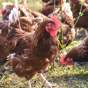 A group of brown chickens freely roaming in a sunny pasture, showcasing free-range farming.