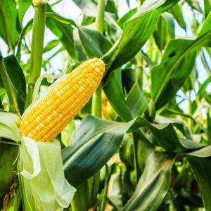 SWEET CORN SEED